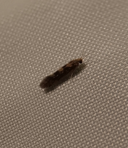 Salt and Pepper Microcaddisfly photo 6