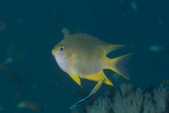 Amblyglyphidodon aureus