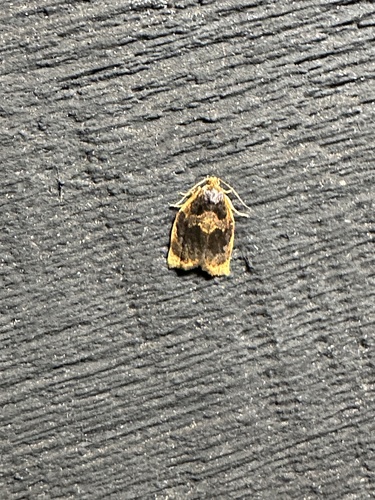 Ugly-nest Caterpillar Moth photo 3