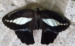 Dasyophthalma creusa