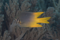 Neoglyphidodon nigroris