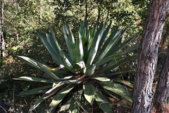 Agave hiemiflora