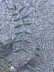 Astragalus aridus