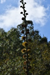 Agave hiemiflora