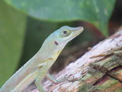 Anolis richardii
