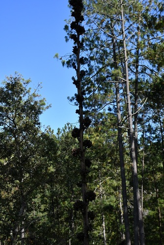 Agave congesta