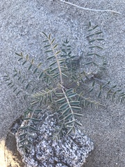 Astragalus aridus