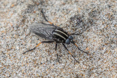 Megathereva bilineata