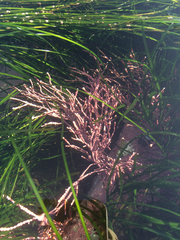 Calliarthron tuberculosum