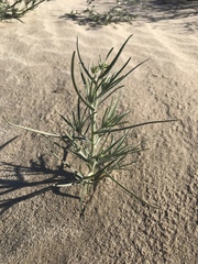 Johnstonella costata