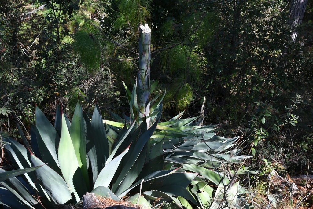 Agave congesta Gentry 3