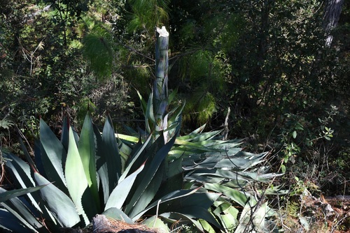Agave congesta