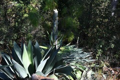Agave hiemiflora