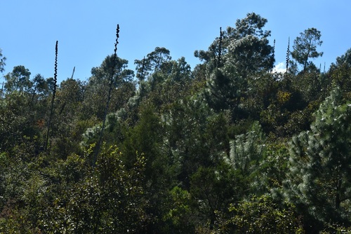 Agave congesta