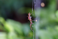 Micrathena spinosa