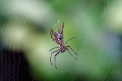 Micrathena spinosa