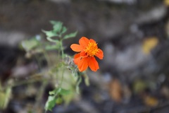 Adenophyllum aurantium