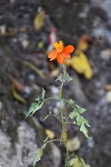 Adenophyllum aurantium