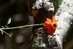 Adenophyllum aurantium