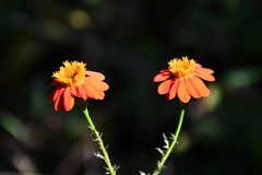 Adenophyllum aurantium