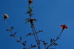 Adenophyllum aurantium