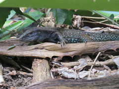 Ameiva atrigularis