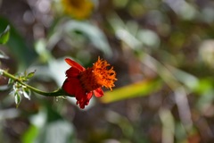 Adenophyllum aurantium