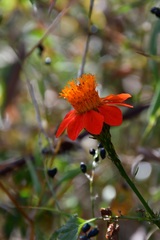 Adenophyllum aurantium