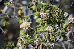 Ageratina tomentella