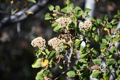 Ageratina tomentella