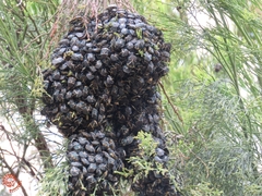 Commius elegans