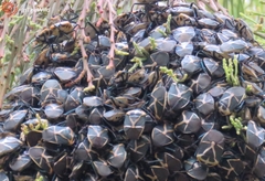 Commius elegans