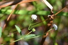 Melanthera angustifolia