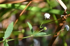 Melanthera angustifolia