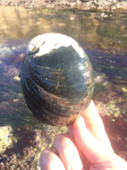 Haliotis cracherodii