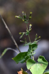 Peteravenia schultzii