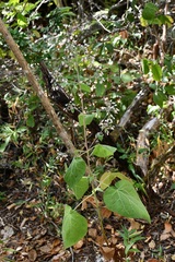 Peteravenia schultzii