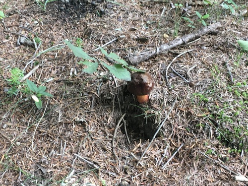 観察された菌類