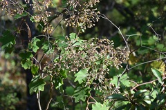 Roldana cristobalensis