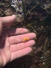 Doriopsilla albopunctata