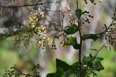 Roldana cristobalensis