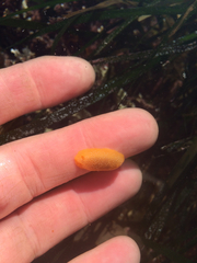 Doriopsilla albopunctata