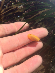 Doriopsilla albopunctata