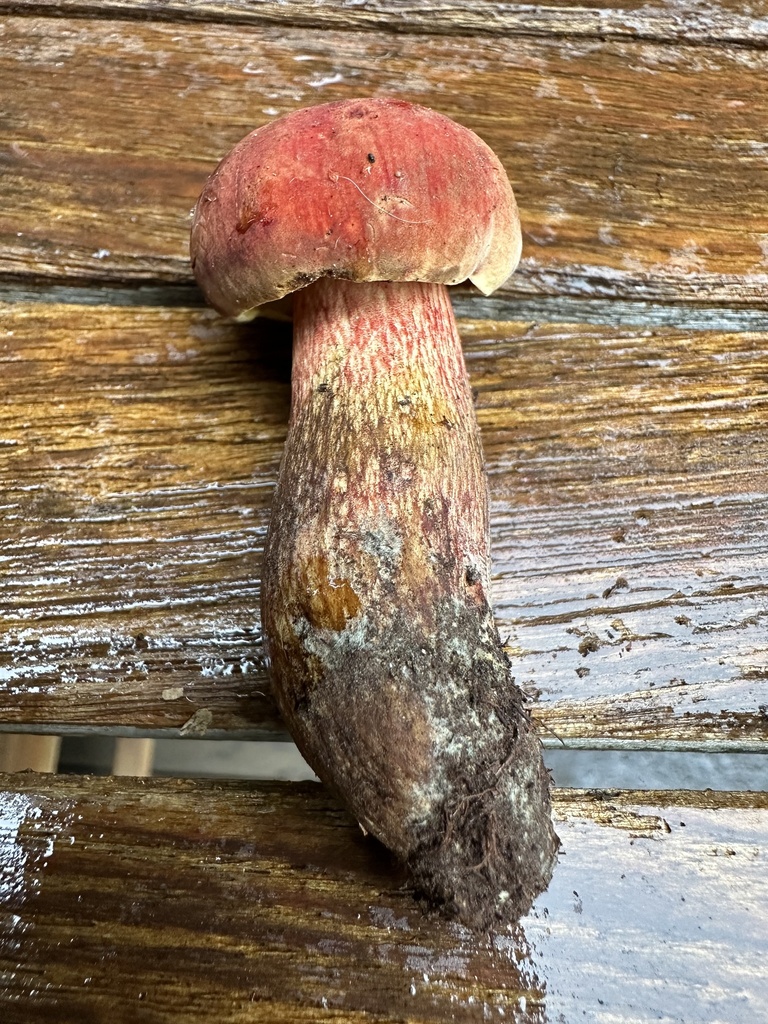 Boletus miniatopallescens from Magnolia Ave, Manchester, MA, US on July 10, 2023 at 0905 AM by