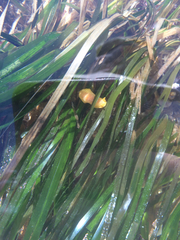 Doriopsilla albopunctata