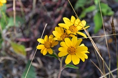 Verbesina hypoglauca