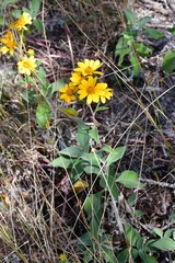 Verbesina hypoglauca