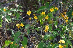 Verbesina hypoglauca