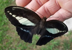 Dasyophthalma creusa