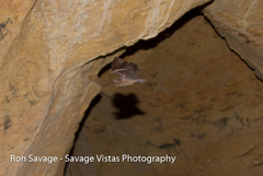 Macrotus waterhousii